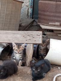 Gattini aspettano nuova casa