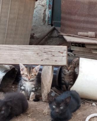 Gattini aspettano nuova casa