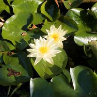piante acquatiche