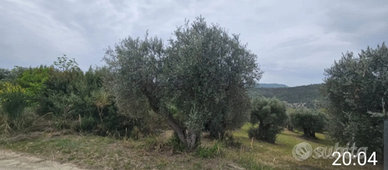 Uliveto