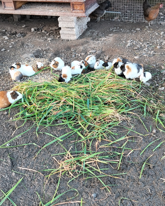 Cavie - maialini d'india