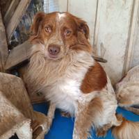 Il cagnolino che non è mai stato scelto
