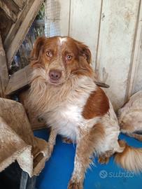 Il cagnolino che non è mai stato scelto