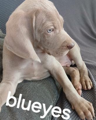 Cuccioli weimaraner