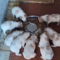 Splendidi cuccioli di Epagneul Breton