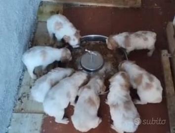 Splendidi cuccioli di Epagneul Breton