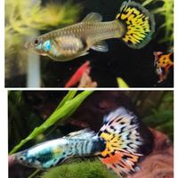 Guppy Mosaic