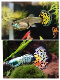 Guppy Mosaic