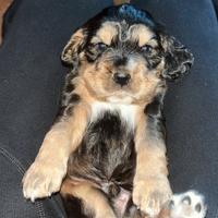 Cocker Spaniel