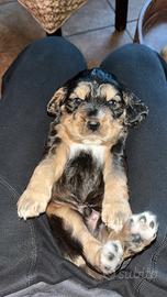 Cocker Spaniel