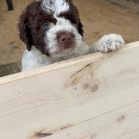 Cucciolo maschio di Lagotto Romagnolo