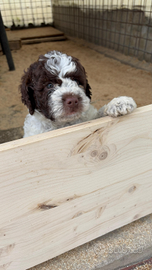 Cucciolo maschio di Lagotto Romagnolo