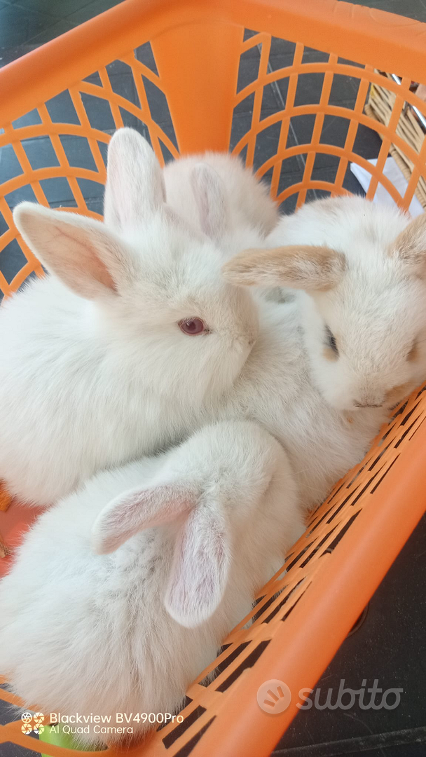 Conigli nani Animali In vendita a Brescia