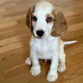 Dolcissimo cucciolo di Cocker Spaniel maschio