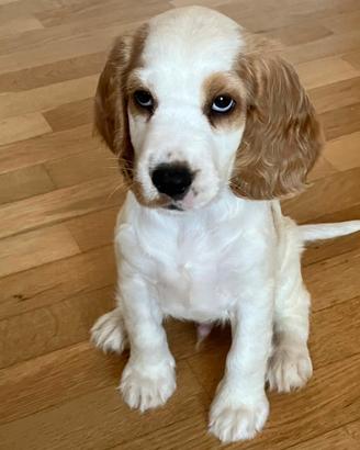 Dolcissimo cucciolo di Cocker Spaniel maschio