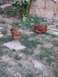 Galline ovaiole