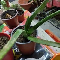 pianta Aloe Vera