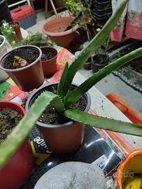 pianta Aloe Vera