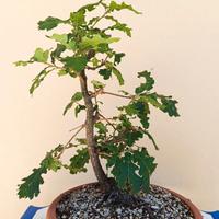 Pre bonsai quercia roverella