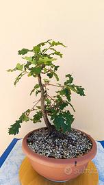 Pre bonsai quercia roverella