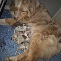 Cuccioli di pastore australiano