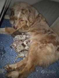 Cuccioli di pastore australiano