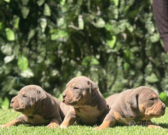 American Pitbull terrier tricolore