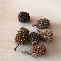 Arredo acquario terrario - pigne di casuarina