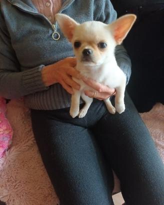Chihuahua con pedigree