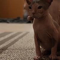 Sphynx