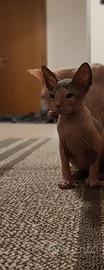 Sphynx