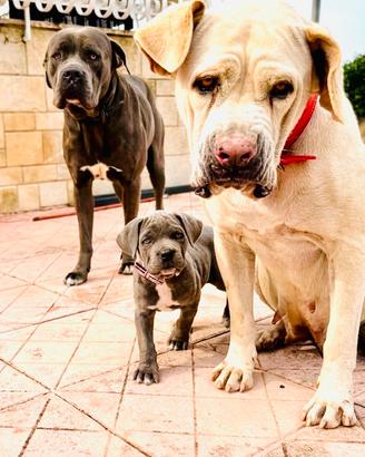 CUCCIOLA DI CANE CORSO