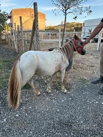 Mini horses 2 anni documento olandese