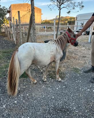 Mini horses 2 anni documento olandese