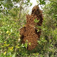 Recupero sciami di api