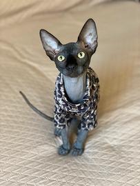 Sphynx accoppiamento