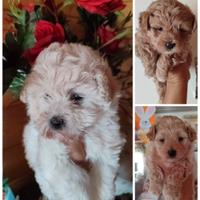 Maltipoo