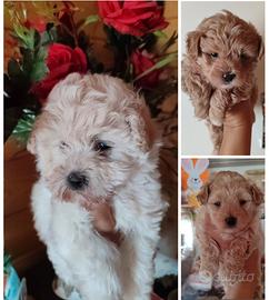 Maltipoo