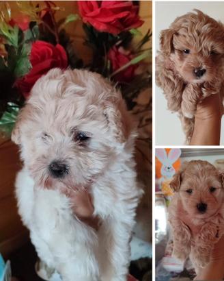 Maltipoo