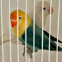 Inseparabile Fischer