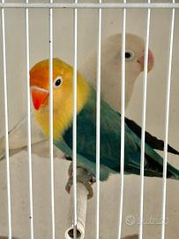 Inseparabile Fischer