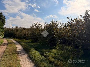 TER. AGRICOLO A SORIANO NEL CIMINO
