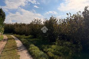 TER. AGRICOLO A SORIANO NEL CIMINO