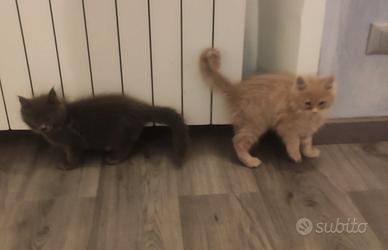 Cuccioli di Maine Coon
