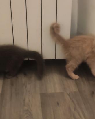 Cuccioli di Maine Coon