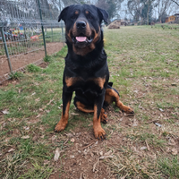 Rottweiler per accoppiamento