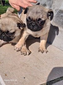 Cuccioli di carlino sabbia