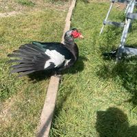 Anatra muta maschio