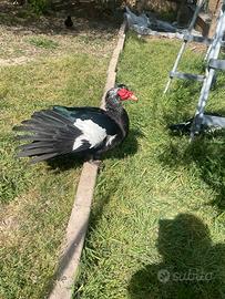 Anatra muta maschio