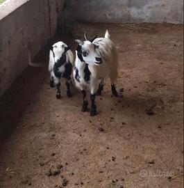 Capre tibetane